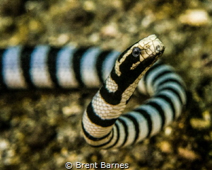 A banded sea snake cruising on the shallow sand at Lembeh... by Brent Barnes 